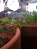 IMG_0209.jpg IMG_0209.jpg