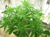 mystery grow 018.jpg