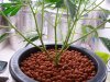 mystery grow 017.jpg