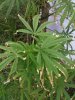 leaves 1.jpg leaves 1.jpg