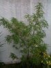 plant problem 1.jpg plant problem 1.jpg