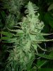 mystery grow 152.jpg