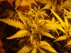 budz! 004.jpg