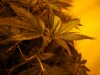 budz! 009.jpg