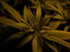 budz! 014.jpg