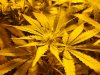 budz! 011.jpg