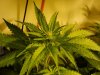 budz! 016.jpg