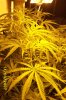 dwc hawiansnow system3.jpg