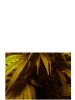 White widow damaged leaves closer.jpg