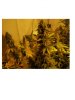Whitewidow normal leaf yellowing i think.jpg