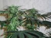 Day65BVBuds2.jpg