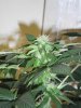 Day65NLBud3.jpg