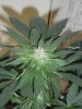 Day65NLBud5.jpg