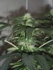 Day65BVBud8.jpg