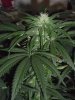 Day65BVBud9.jpg