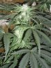 Day65BVBuds6.jpg