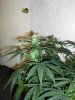 Day65BVSide2.jpg