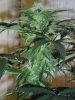 Day65BVBud5.jpg