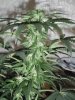 Day65BVBud7.jpg