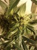 g13a.jpg
