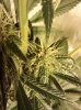 g13.jpg