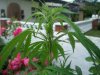 plant 2 (3).jpg