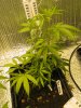 Blue Cheese #1.jpg