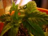 Dad's project, VEG 019.jpg