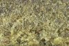 Qrazy Train Hash (7 of 1).jpg