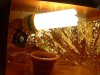 DSCN1099.jpg