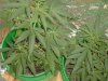 Bud4.jpg