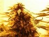 bud 001.jpg