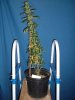 plant 1.JPG