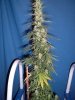 plant 3.JPG
