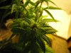 Picture 003.jpg