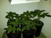 plants.jpg