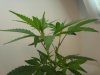 DSC01159.jpg