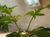 DSC01158.jpg