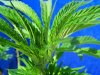 reeferman 7.16.2010 3.jpg