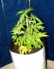 1st grow yumbolt.jpg