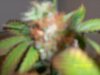 100_1160.jpg