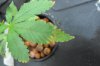 juicy fruit 004.jpg juicy fruit 004.jpg