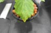 juicy fruit 003.jpg