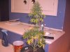 07-18 Grow 012.jpg