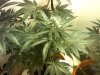 hemp4.jpg