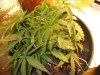 Dad's project, VEG 014.jpg