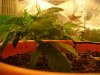 Dad's project, VEG 004.jpg