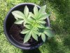 2010-07-20 Tree1.jpg