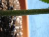 Cannabis 003.jpg