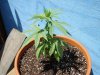 Cannabis 001.jpg